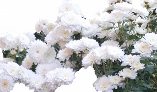 Marica Čunčić CV do 2002.