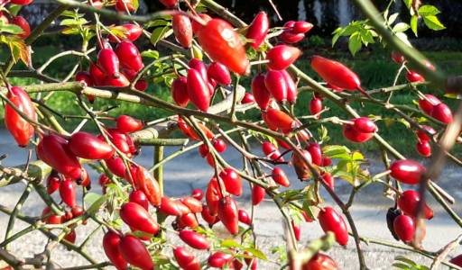 Poveznica na Program Injigo